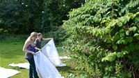 Suzy Wood and Kate Jones releasing mass reared  psyllids on JK stand August 2012